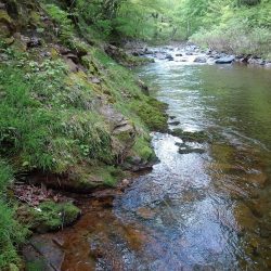 渓流ミノーイング